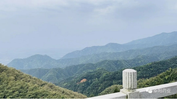 泰陽醫藥春游踏青