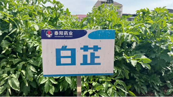 泰陽藥業